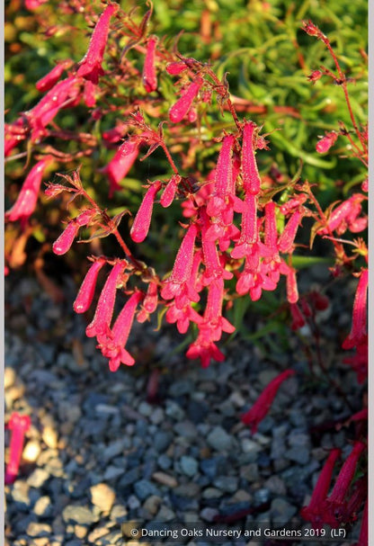 Perennials ~ Penstemon kunthii, Beard Tongue ~ Dancing Oaks Nursery and Gardens ~ Retail Nursery ~ Mail Order Nursery