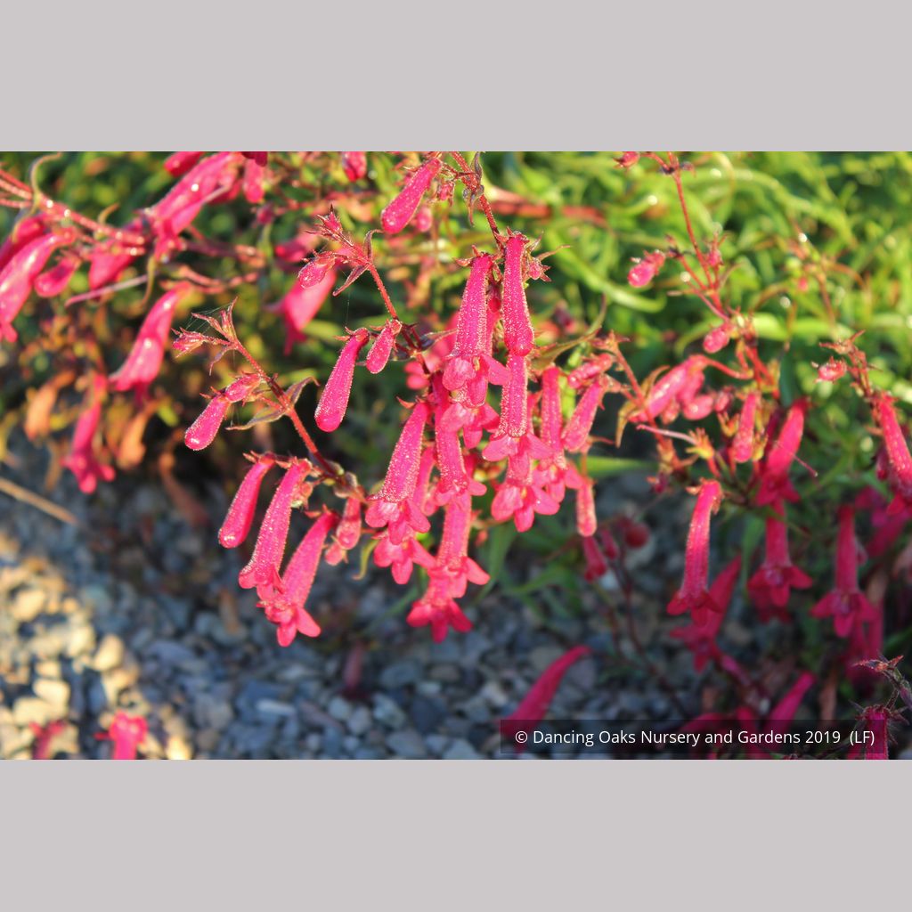 Perennials ~ Penstemon kunthii, Beard Tongue ~ Dancing Oaks Nursery and Gardens ~ Retail Nursery ~ Mail Order Nursery
