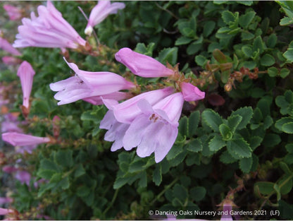 Perennials ~ Penstemon rupicola 'Pink Holly', Rock Penstemon ~ Dancing Oaks Nursery and Gardens ~ Retail Nursery ~ Mail Order Nursery