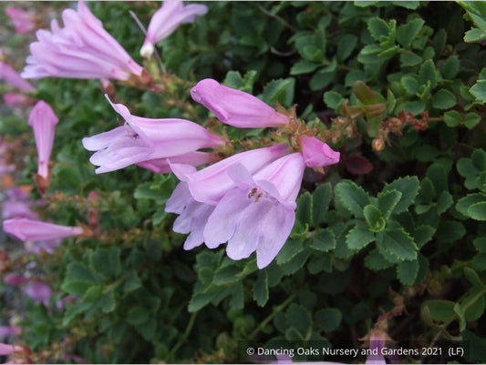 Perennials ~ Penstemon rupicola 'Pink Holly', Rock Penstemon ~ Dancing Oaks Nursery and Gardens ~ Retail Nursery ~ Mail Order Nursery