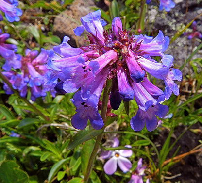 Perennials ~ Penstemon procerus, Small-flowered Penstemon ~ Dancing Oaks Nursery and Gardens ~ Retail Nursery ~ Mail Order Nursery