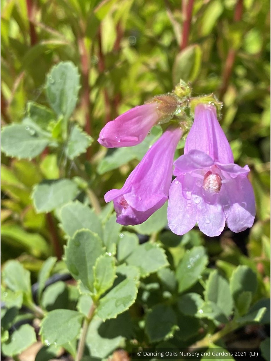 Perennials ~ Penstemon rupicola 'Pink Holly', Rock Penstemon ~ Dancing Oaks Nursery and Gardens ~ Retail Nursery ~ Mail Order Nursery