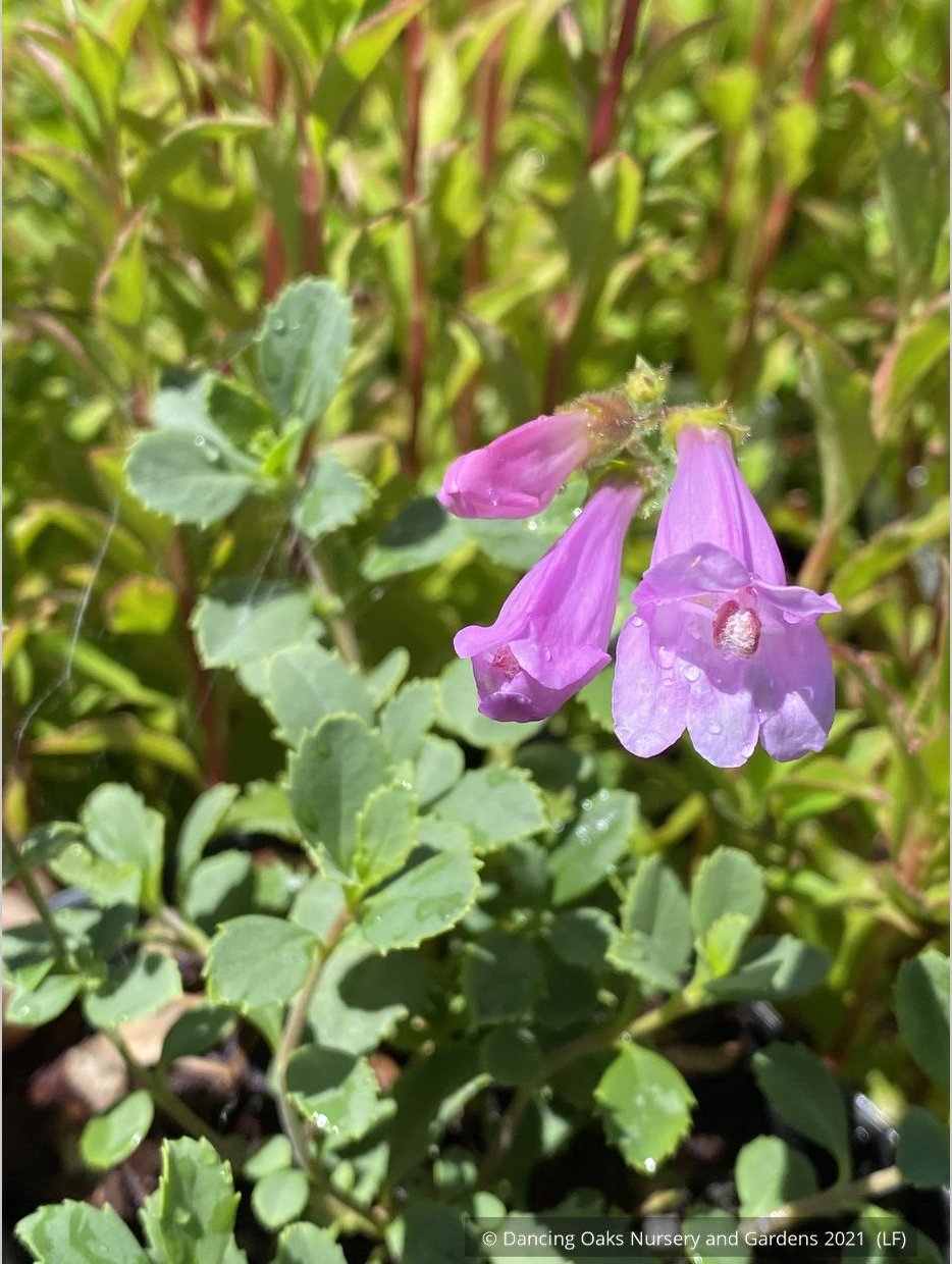 Perennials ~ Penstemon rupicola 'Pink Holly', Rock Penstemon ~ Dancing Oaks Nursery and Gardens ~ Retail Nursery ~ Mail Order Nursery