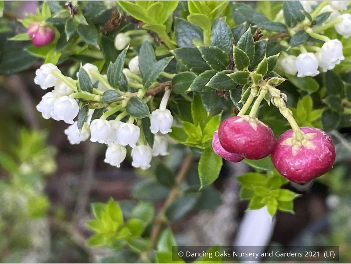 Shrubs ~ Pernettya (Gautheria) mucronata 'Rubra', Prickly Heath ~ Dancing Oaks Nursery and Gardens ~ Retail Nursery ~ Mail Order Nursery