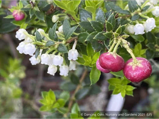 Shrubs ~ Pernettya (Gautheria) mucronata 'Rubra', Prickly Heath ~ Dancing Oaks Nursery and Gardens ~ Retail Nursery ~ Mail Order Nursery