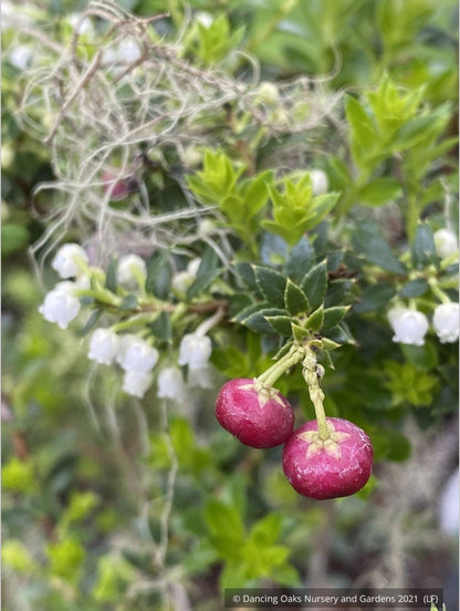 Shrubs ~ Pernettya (Gautheria) mucronata 'Rubra', Prickly Heath ~ Dancing Oaks Nursery and Gardens ~ Retail Nursery ~ Mail Order Nursery