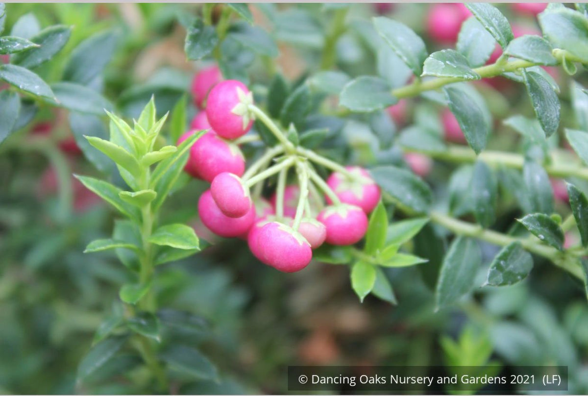 Shrubs ~ Pernettya (Gautheria) mucronata 'Rubra', Prickly Heath ~ Dancing Oaks Nursery and Gardens ~ Retail Nursery ~ Mail Order Nursery