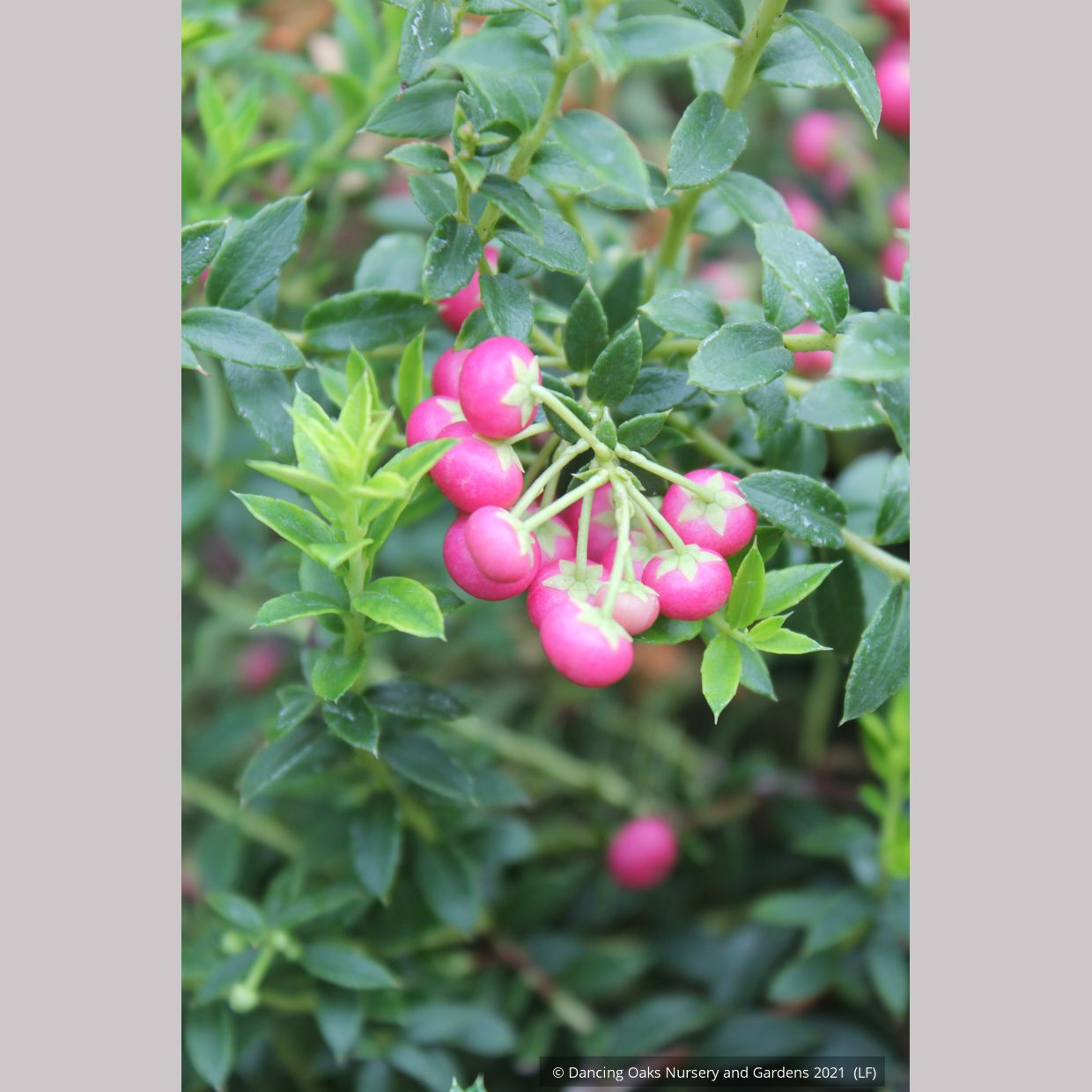 Shrubs ~ Pernettya (Gautheria) mucronata 'Rubra', Prickly Heath ~ Dancing Oaks Nursery and Gardens ~ Retail Nursery ~ Mail Order Nursery