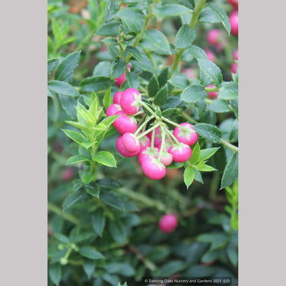 Shrubs ~ Pernettya (Gautheria) mucronata 'Rubra', Prickly Heath ~ Dancing Oaks Nursery and Gardens ~ Retail Nursery ~ Mail Order Nursery