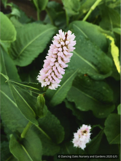 Perennials ~ Persicaria bistorta 'Superba' (formerly 'Superbum'), Fleeceflower ~ Dancing Oaks Nursery and Gardens ~ Retail Nursery ~ Mail Order Nursery