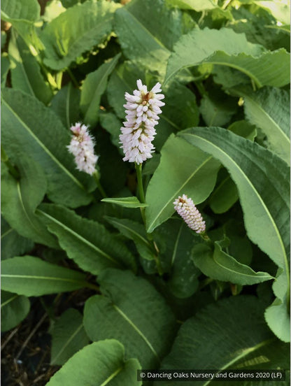 Perennials ~ Persicaria bistorta 'Superba' (formerly 'Superbum'), Fleeceflower ~ Dancing Oaks Nursery and Gardens ~ Retail Nursery ~ Mail Order Nursery