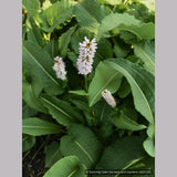 Perennials ~ Persicaria bistorta 'Superba' (formerly 'Superbum'), Fleeceflower ~ Dancing Oaks Nursery and Gardens ~ Retail Nursery ~ Mail Order Nursery