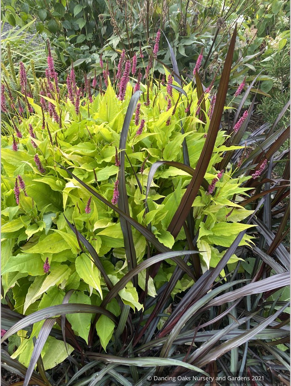 Perennials ~ Persicaria amplexicaulis 'Golden Arrow', Red Bistort or Mountain Fleece ~ Dancing Oaks Nursery and Gardens ~ Retail Nursery ~ Mail Order Nursery
