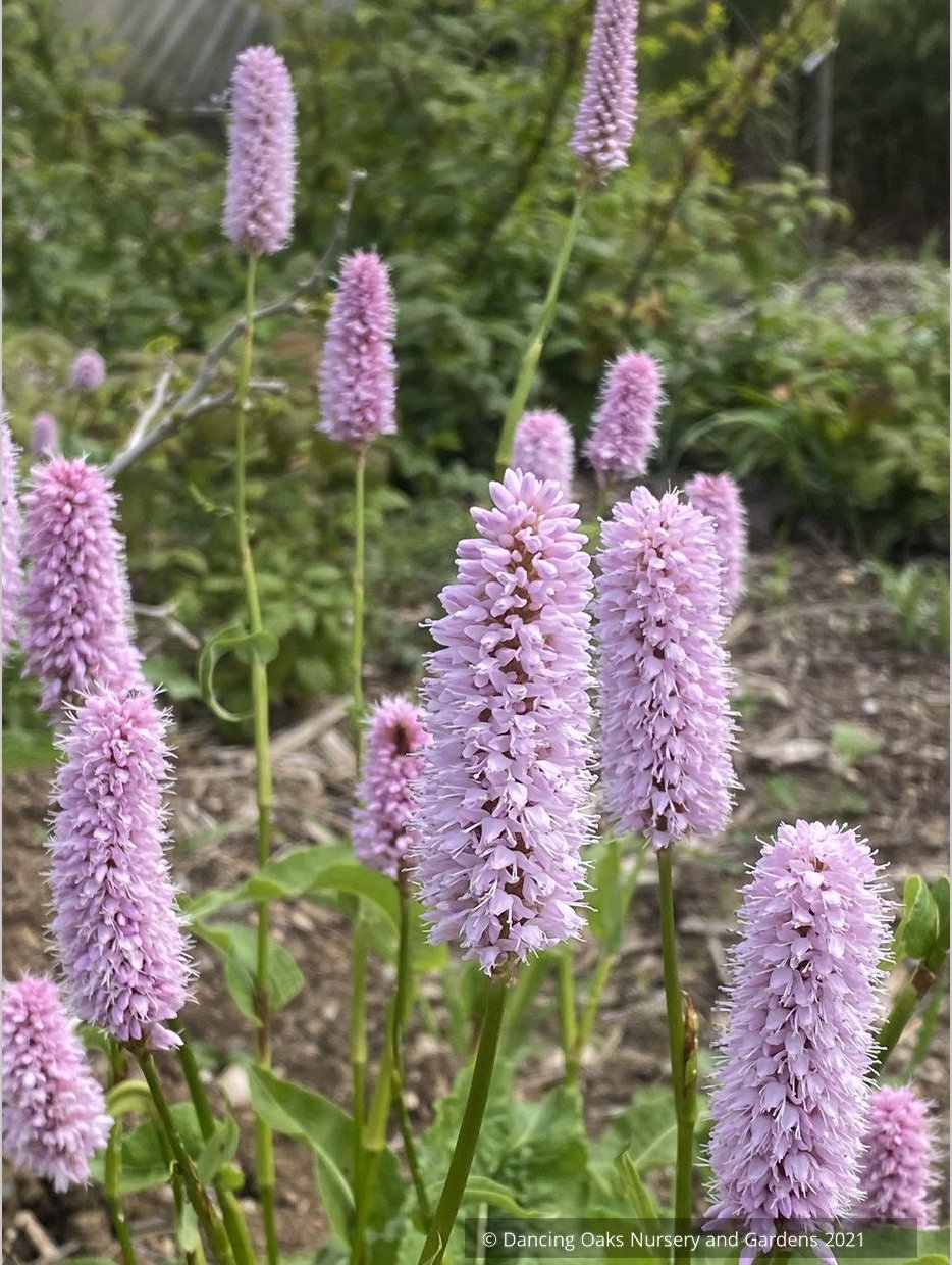 Bistorta officinalis ‘Superba’ (syn. Persicaria bistorta ‘Superbum’), Fleeceflower