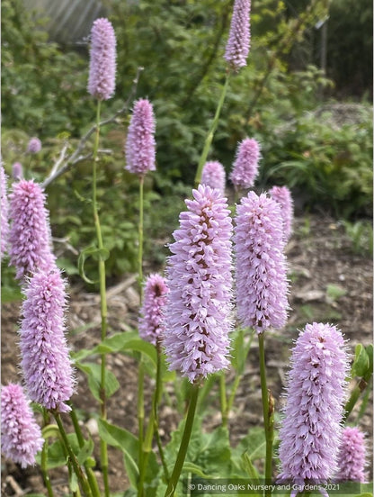 Bistorta officinalis ‘Superba’ (syn. Persicaria bistorta ‘Superbum’), Fleeceflower