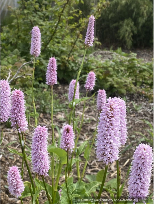 Bistorta officinalis ‘Superba’ (syn. Persicaria bistorta ‘Superbum’), Fleeceflower