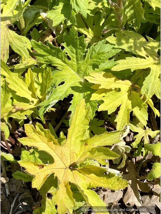 Perennials ~ Petasites frigidus var. palmatus 'Golden Palms', Golden Coltsfoot ~ Dancing Oaks Nursery and Gardens ~ Retail Nursery ~ Mail Order Nursery