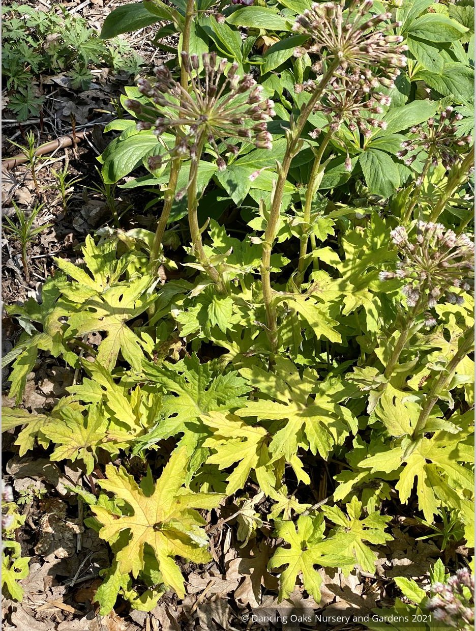 Perennials ~ Petasites frigidus var. palmatus 'Golden Palms', Golden Coltsfoot ~ Dancing Oaks Nursery and Gardens ~ Retail Nursery ~ Mail Order Nursery