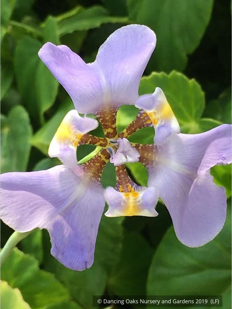 Perennials ~ Phalocallis coelestis (syn. Cypella coelestis), Goblet Flower ~ Dancing Oaks Nursery and Gardens ~ Retail Nursery ~ Mail Order Nursery
