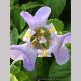 Perennials ~ Phalocallis coelestis (syn. Cypella coelestis), Goblet Flower ~ Dancing Oaks Nursery and Gardens ~ Retail Nursery ~ Mail Order Nursery