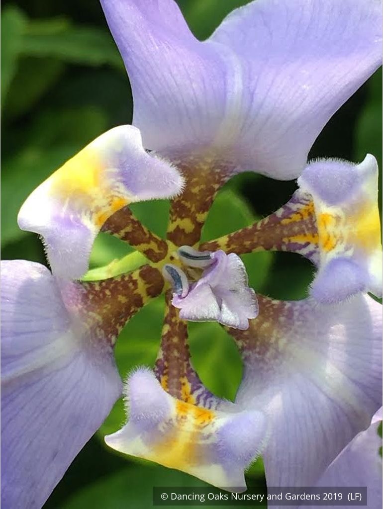 Perennials ~ Phalocallis coelestis (syn. Cypella coelestis), Goblet Flower ~ Dancing Oaks Nursery and Gardens ~ Retail Nursery ~ Mail Order Nursery