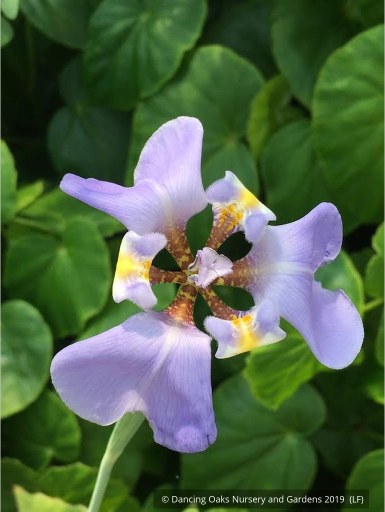 Perennials ~ Phalocallis coelestis (syn. Cypella coelestis), Goblet Flower ~ Dancing Oaks Nursery and Gardens ~ Retail Nursery ~ Mail Order Nursery