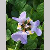 Perennials ~ Phalocallis coelestis (syn. Cypella coelestis), Goblet Flower ~ Dancing Oaks Nursery and Gardens ~ Retail Nursery ~ Mail Order Nursery