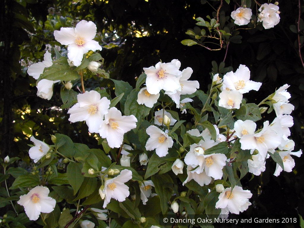 Shrubs ~ Philadelphus 'Belle Etoile', Mock Orange ~ Dancing Oaks Nursery and Gardens ~ Retail Nursery ~ Mail Order Nursery