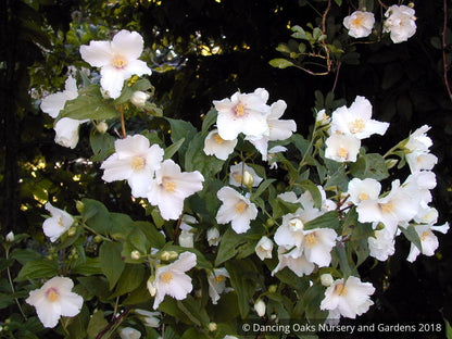 Shrubs ~ Philadelphus 'Belle Etoile', Mock Orange ~ Dancing Oaks Nursery and Gardens ~ Retail Nursery ~ Mail Order Nursery