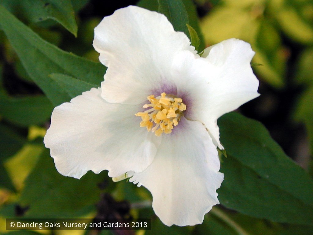 Shrubs ~ Philadelphus 'Belle Etoile', Mock Orange ~ Dancing Oaks Nursery and Gardens ~ Retail Nursery ~ Mail Order Nursery