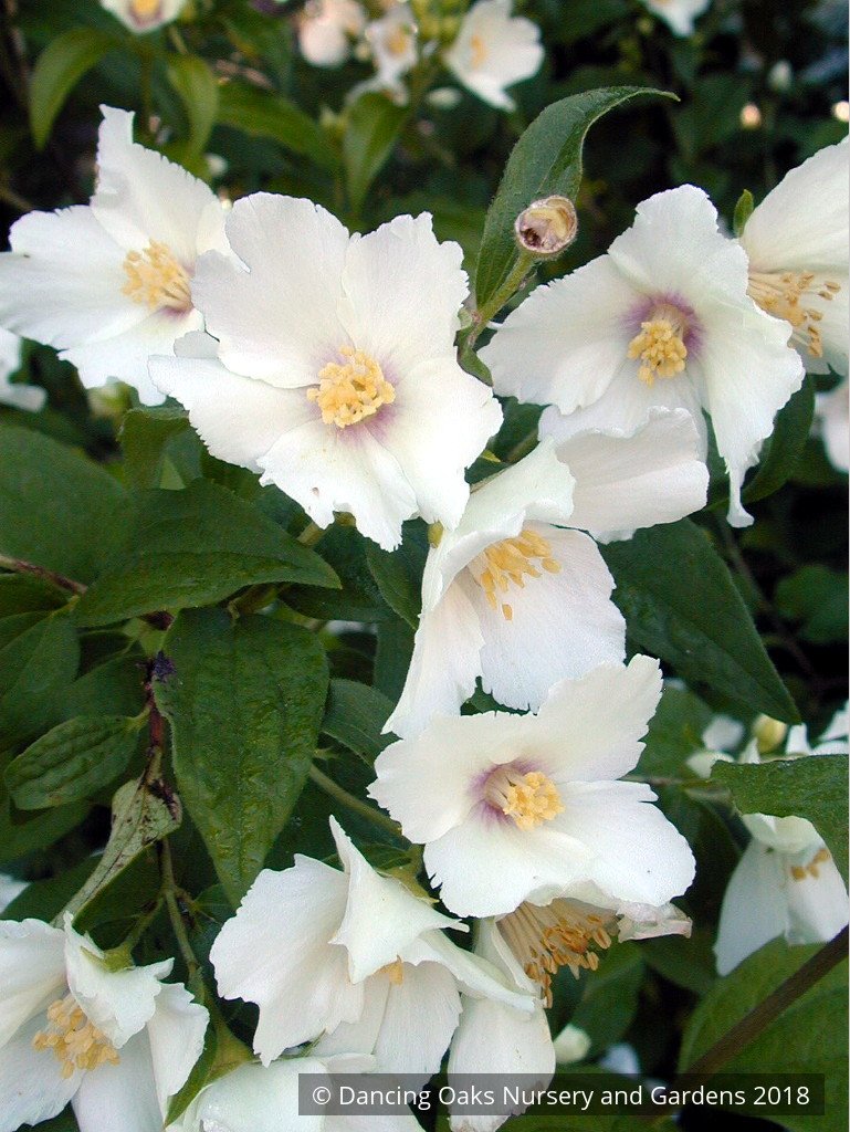 Shrubs ~ Philadelphus 'Belle Etoile', Mock Orange ~ Dancing Oaks Nursery and Gardens ~ Retail Nursery ~ Mail Order Nursery
