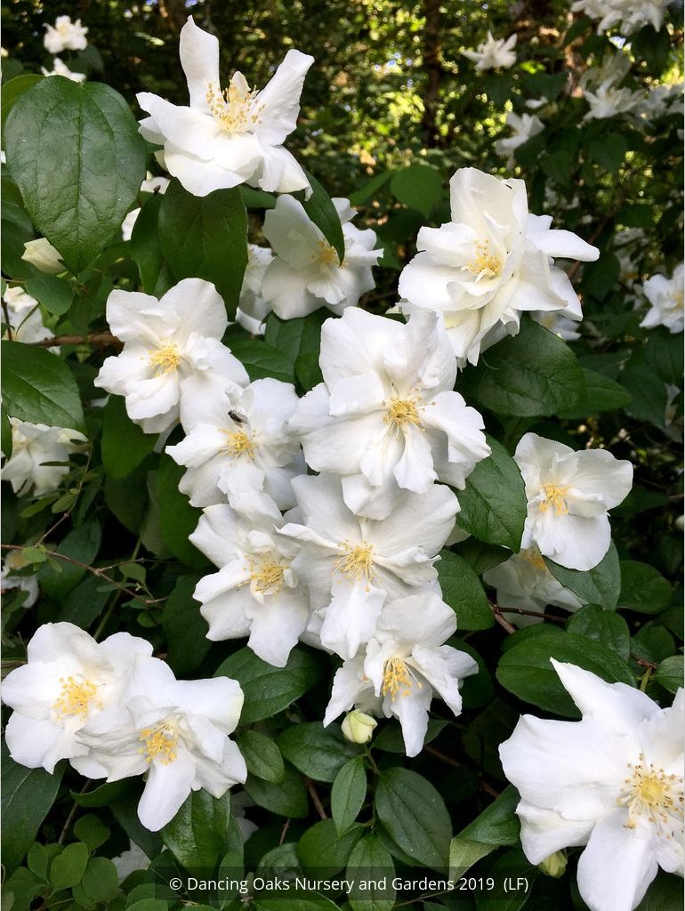 Shrubs ~ Philadelphus 'Polar Star', Mock Orange ~ Dancing Oaks Nursery and Gardens ~ Retail Nursery ~ Mail Order Nursery