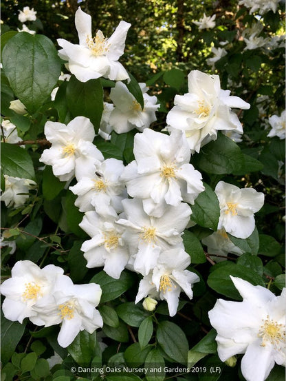 Shrubs ~ Philadelphus 'Polar Star', Mock Orange ~ Dancing Oaks Nursery and Gardens ~ Retail Nursery ~ Mail Order Nursery