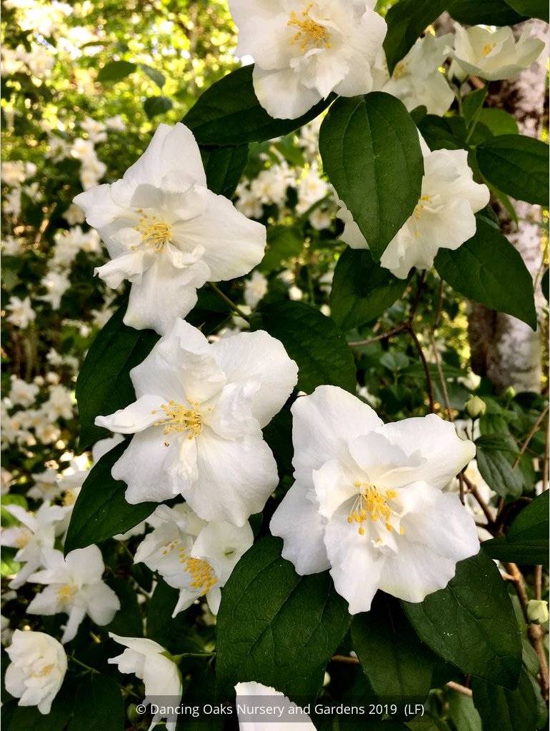 Shrubs ~ Philadelphus 'Polar Star', Mock Orange ~ Dancing Oaks Nursery and Gardens ~ Retail Nursery ~ Mail Order Nursery