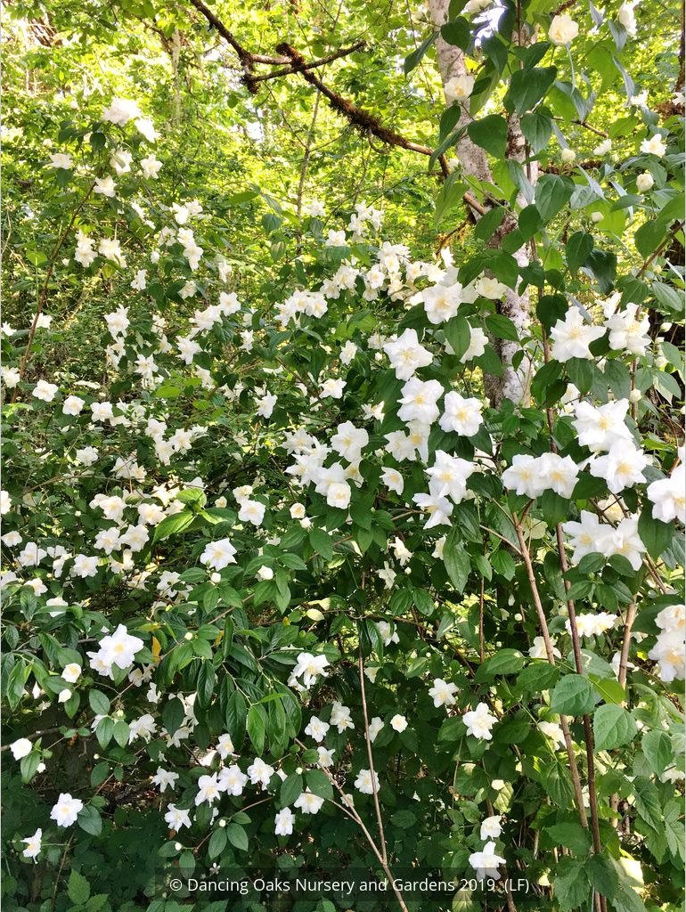 Shrubs ~ Philadelphus 'Polar Star', Mock Orange ~ Dancing Oaks Nursery and Gardens ~ Retail Nursery ~ Mail Order Nursery