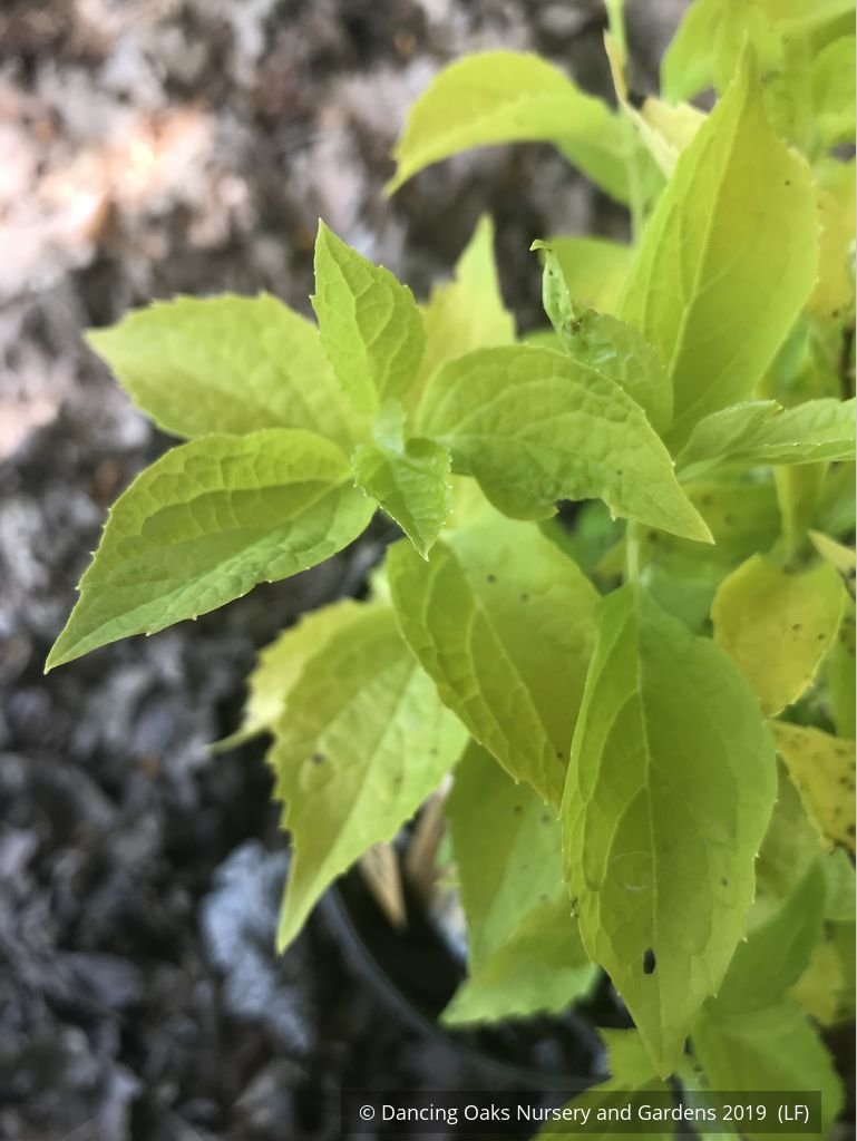 Shrubs ~ Philadelphus coronarius 'Aureus', Golden Mock Orange ~ Dancing Oaks Nursery and Gardens ~ Retail Nursery ~ Mail Order Nursery