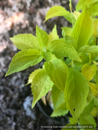 Shrubs ~ Philadelphus coronarius 'Aureus', Golden Mock Orange ~ Dancing Oaks Nursery and Gardens ~ Retail Nursery ~ Mail Order Nursery