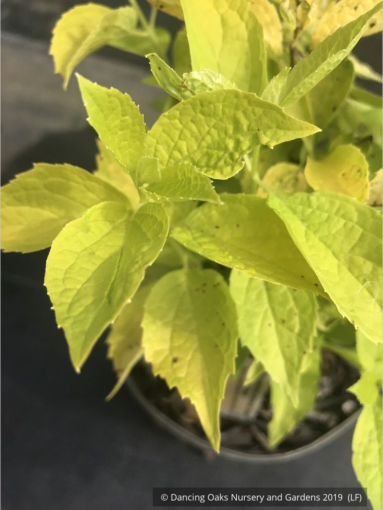 Shrubs ~ Philadelphus coronarius 'Aureus', Golden Mock Orange ~ Dancing Oaks Nursery and Gardens ~ Retail Nursery ~ Mail Order Nursery