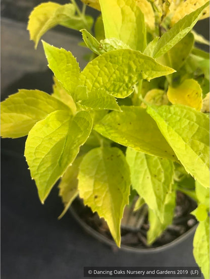 Shrubs ~ Philadelphus coronarius 'Aureus', Golden Mock Orange ~ Dancing Oaks Nursery and Gardens ~ Retail Nursery ~ Mail Order Nursery