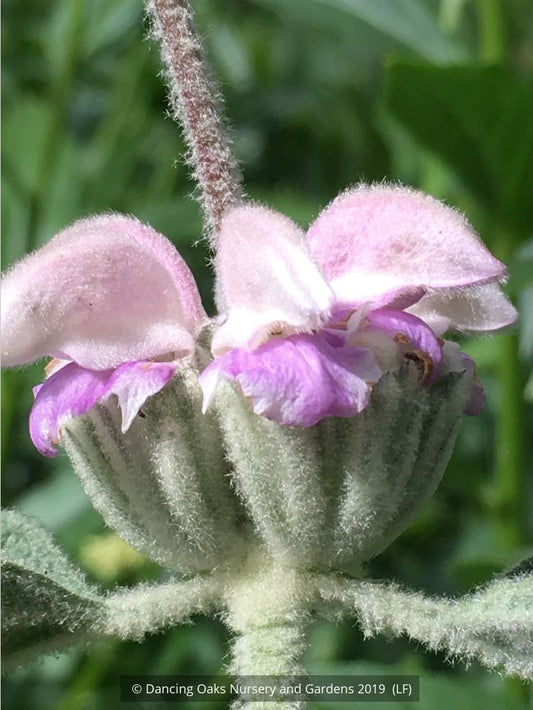 Perennials ~ Phlomis italica, Balearic Island Sage ~ Dancing Oaks Nursery and Gardens ~ Retail Nursery ~ Mail Order Nursery