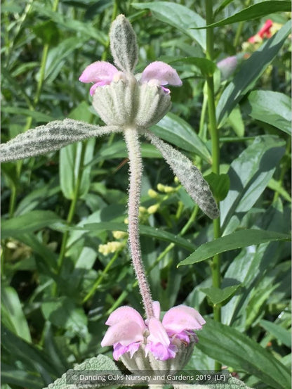 Perennials ~ Phlomis italica, Balearic Island Sage ~ Dancing Oaks Nursery and Gardens ~ Retail Nursery ~ Mail Order Nursery