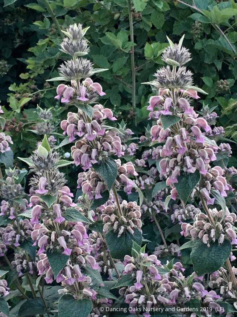 Perennials ~ Phlomis samia, Purple Turkish Sage ~ Dancing Oaks Nursery and Gardens ~ Retail Nursery ~ Mail Order Nursery