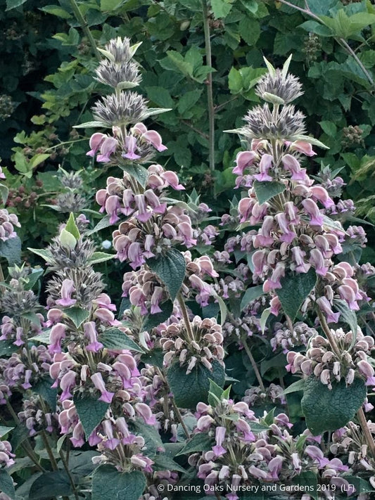 Perennials ~ Phlomis samia, Purple Turkish Sage ~ Dancing Oaks Nursery and Gardens ~ Retail Nursery ~ Mail Order Nursery