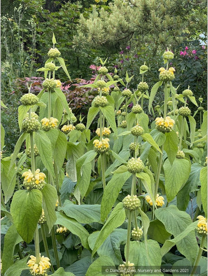 Perennials ~ Phlomis russeliana, Turkish Sage ~ Dancing Oaks Nursery and Gardens ~ Retail Nursery ~ Mail Order Nursery