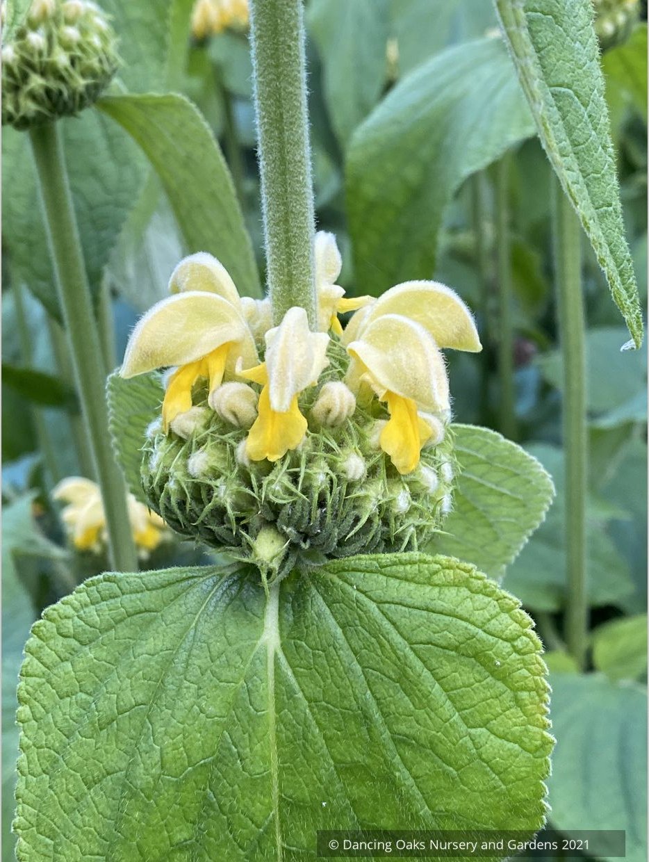 Perennials ~ Phlomis russeliana, Turkish Sage ~ Dancing Oaks Nursery and Gardens ~ Retail Nursery ~ Mail Order Nursery