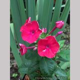 Perennials ~ Phlox paniculata FLAME™ Red ('Barphflare' PP28646), Tall Garden Phlox ~ Dancing Oaks Nursery and Gardens ~ Retail Nursery ~ Mail Order Nursery
