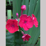 Perennials ~ Phlox paniculata FLAME™ Red ('Barphflare' PP28646), Tall Garden Phlox ~ Dancing Oaks Nursery and Gardens ~ Retail Nursery ~ Mail Order Nursery