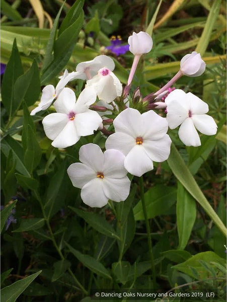 Phlox x 'Minnie Pearl', Minnie Pearl Phlox – Dancing Oaks Nursery