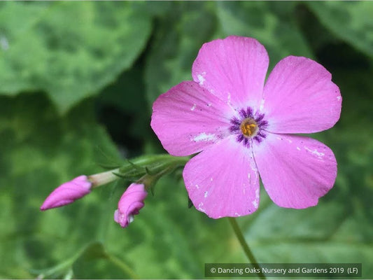 Perennials ~ Phlox × procumbens 'Pink Profusion' PP25883, Creeping Phlox ~ Dancing Oaks Nursery and Gardens ~ Retail Nursery ~ Mail Order Nursery