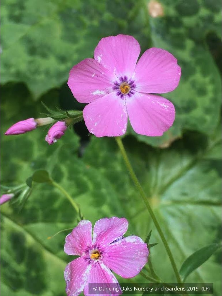 Perennials ~ Phlox × procumbens 'Pink Profusion' PP25883, Creeping Phlox ~ Dancing Oaks Nursery and Gardens ~ Retail Nursery ~ Mail Order Nursery